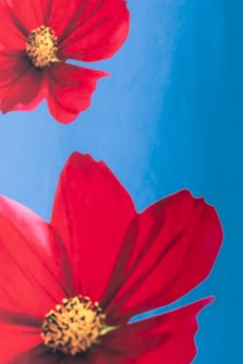 Red flowers against a blue background, showcasing vibrant petals and intricate details.