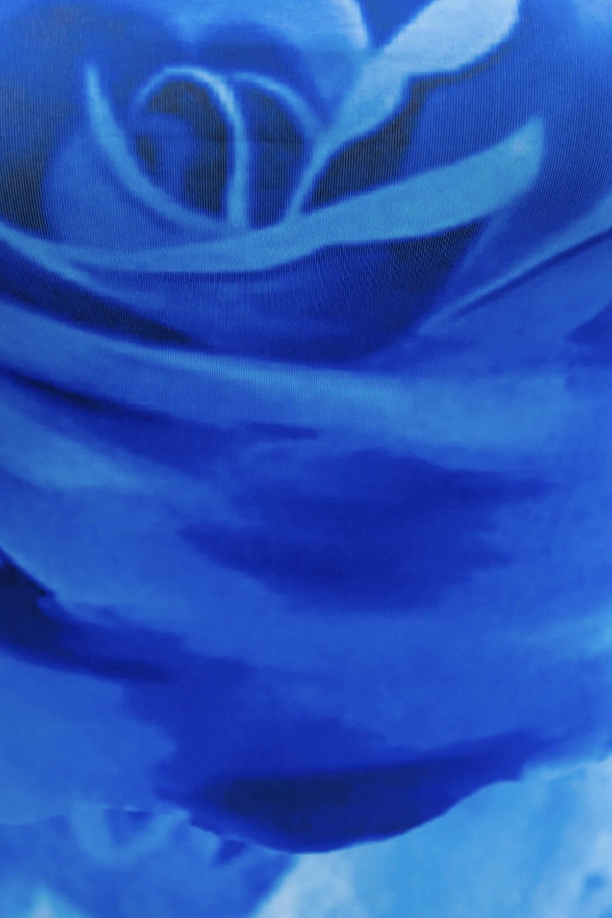 Close-up of a vibrant blue rose with soft petals and smooth texture, showcasing its rich color and delicate layers.